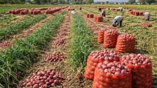 Maharashtra Onion Cultivation 2026 Rabi Season Acreage Increase Price Crash Farmer Distress