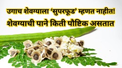 उगाच शेवग्याला सुपरफूड म्हणत नाही! शेवग्याच्या पाने किती पौष्टिक असतात, जाणून घ्या..