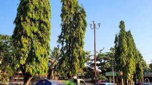 Sawantwadi Moti Talao Ashoka Trees Cutting | सावंतवाडी मोती तलाव सुशोभीकरण झाडे तोडणार