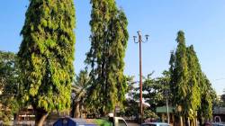 मोती तलावाच्या काठावर फुटपाथ सुशोभीकरणासाठी ४१ ‘अशोका’वर चालणार कुऱ्हाड; ​नगरपरिषदेच्या पहिल्याच मासिक बैठकीत…