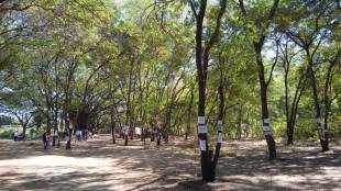 Nashik Sadhugram German Tree Hanger