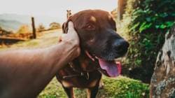 तुमचा श्वान तुमच्याविषयी नेमका काय विचार करतो? संशोधनातून धक्कादायक आणि रंजक खुलासा