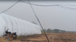 Unseasonal rain in Jat Sangli damages grapes and jowar crops