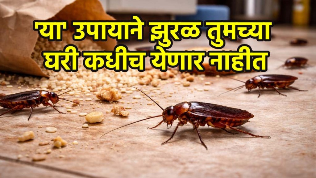 How to get rid of roaches in house fast How to get rid of roaches in house fast