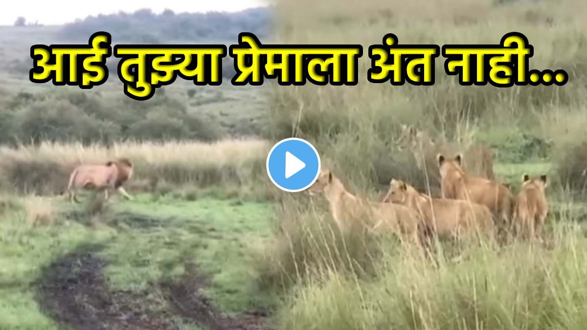 The lioness chased the lion away and saved the cubs