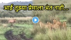 ‘शेवटी आई ती आईच…’, जंगलाच्या राजाला खुन्नस देऊन तिने पिल्लांना वाचवलं; VIDEO पाहून नेटकरी म्हणाले, “आईचे प्रेम खूप अनमोल”