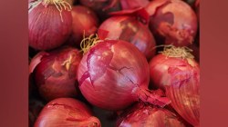 कांदा लागवडीत मोठी घट, ग्राहकांवर काय परिणाम होणार ?