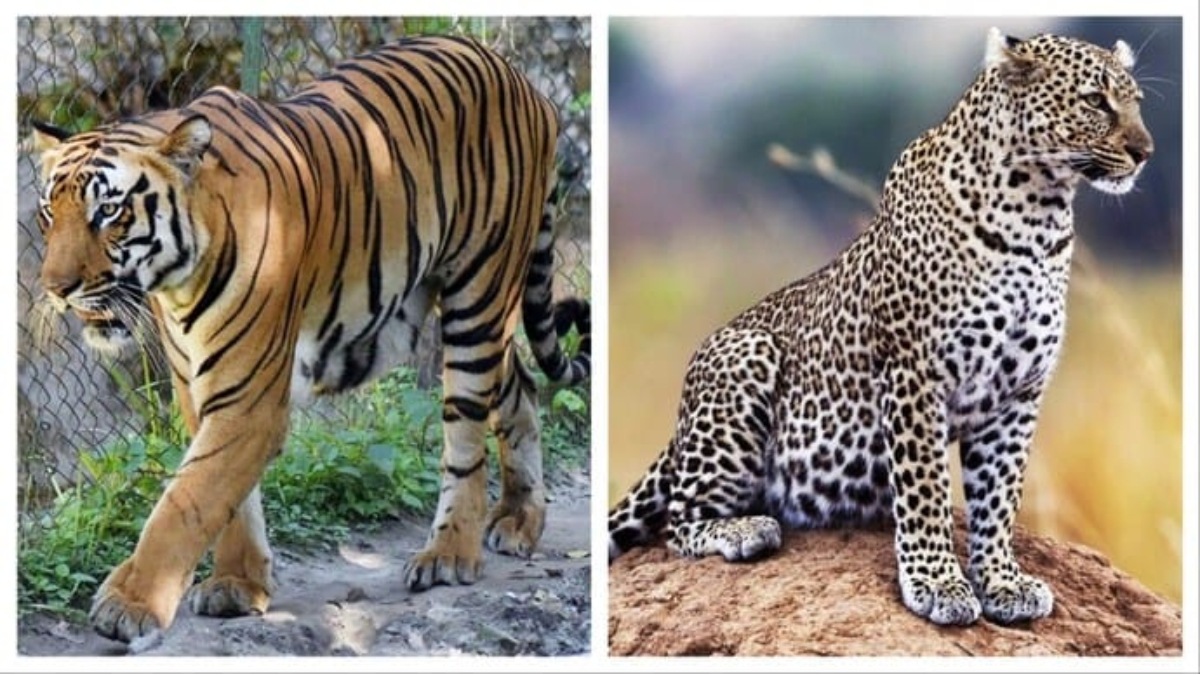 tiger leopard terror in sadak arjuni gondia villages