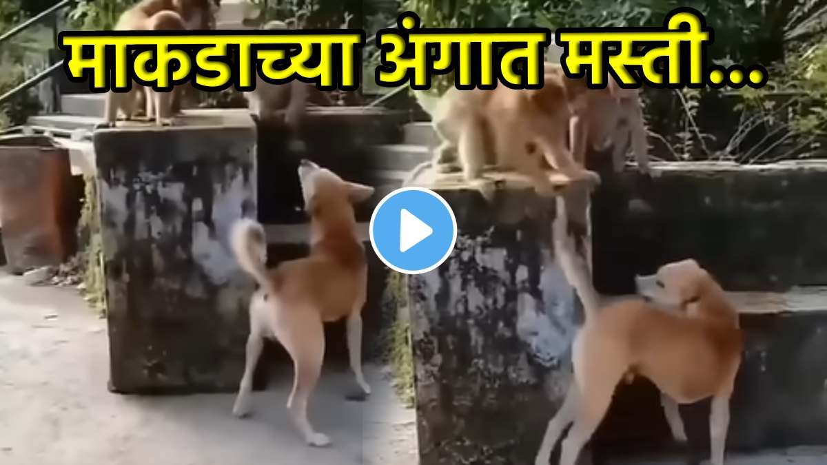 Dog vs monkeys funny video