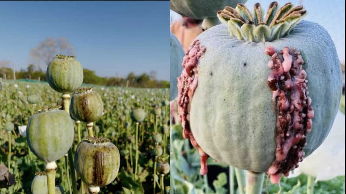 Rajasthan farmers face drug addicted parrots crisis Chittorgarh Opium huge loss agriculture