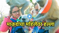 आईशप्पथ, महिलेच्या अंगावर माकडांनी केला हल्ला, सरळ तिच्या बॅगेत हात घातला अन्… VIDEO पाहून येईल अंगावर काटा