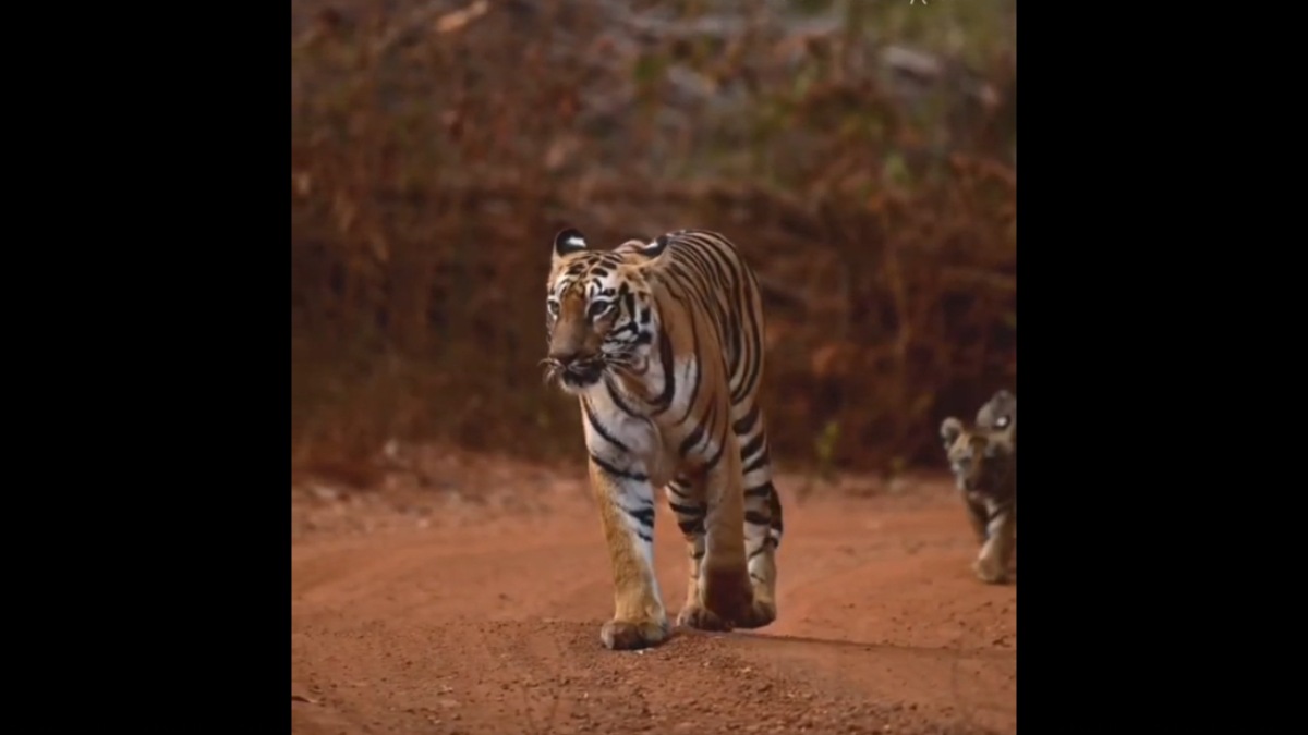 sachin tendulkar favorite tigress junabai tadoba andhari wildlife cubs supermom