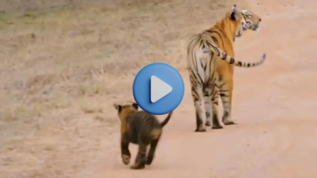 tadoba tiger reserve kuwani tigress with cubs motherly love wildlife photography jatin patel