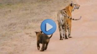 tadoba tiger reserve kuwani tigress with cubs motherly love wildlife photography jatin patel