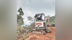 प्रकल्पांसाठी एक लाख हेक्टर वनजमिनींवर ‘हरित हत्याकांड’