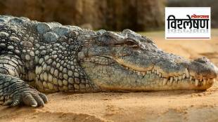 badoda crocodile census latest news