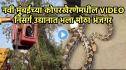 आईशप्पथ, निसर्ग उद्यानातील झाडावर लपला भला मोठा अजगर, पकडण्यासाठी सर्पमित्र आला अन्… अंगावर काटा आणणारा VIDEO