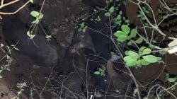 लोवले येथे कोरड्या विहिरीत पडले पाच रानगवे; वनविभागाचे मध्यरात्री धाडसी बचाव कार्य…