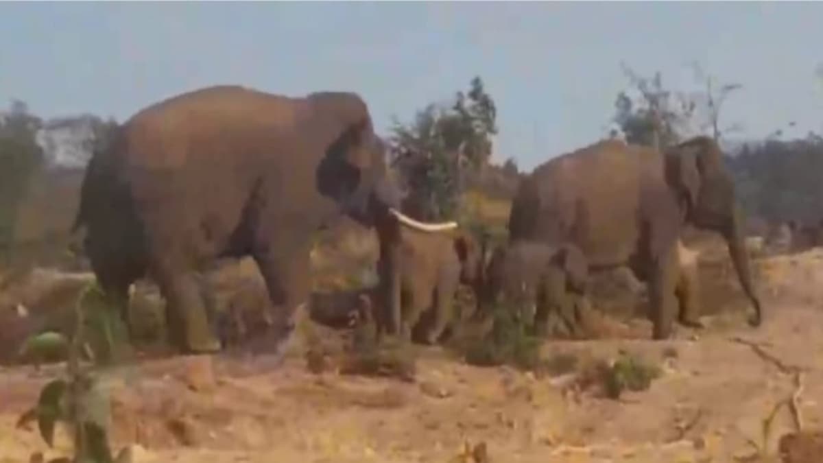 Sawantwadi Dodamarg Wild elephant attack Ghotge Bhekurli Tilari Farmers escape crop damage Forest Department failure