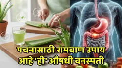 पोट साफ आणि लिव्हर एकदम फिट! ‘ही’ औषधी वनस्पती ठरेल फायदेशीर, फक्त थोडी सावधगिरी बाळगा…