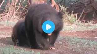 rare marvel leucistic white bear cub bor wildlife sanctuary maharashtra wardha