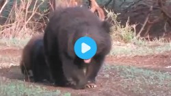 VIDEO : ‘हा तर गोरा, मी का काळा?’ पिल्लाचा प्रश्न आणि अस्वलीस पडला पेच… बोर अभयारण्याचे दुर्मिळ वैशिष्ट्य…