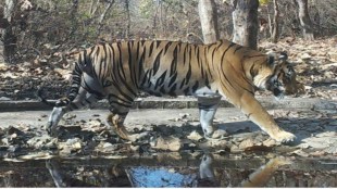 gautala sanctuary lone tiger waiting for mate wildlife habitat maharashtra forest department Chhatrapati Sambhajinagar tipeshwar