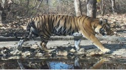 गौताळ्यात पाच वर्षांपासून ‘एक एकला’च वाघ; जोडीदारीणबाबतचा अद्याप प्रस्ताव…