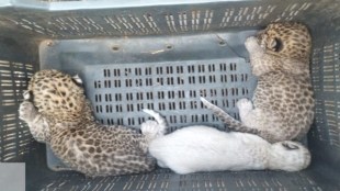 sangli walwa leopard cubs die in sugarcane field short circuit fire