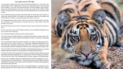 Tiger Sucide : तरुण वाघाची आत्महत्येची चिठ्ठी ‘सोशल मिडिया’वर व्हायरल, तो वाघ ‘बीपीएल’ यादीत…