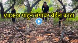 आईशप्पथ, भल्या मोठ्या दोन नागांना तरूणीने पकडलं; अचानक नागाने फणा काढला अन्… VIDEO पाहून अंगावर येईल काटा