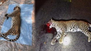 Leopard killed in road accident Gondia National Highway 53
