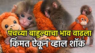 Viral baby monkey Punch's plush toy sells out globally,