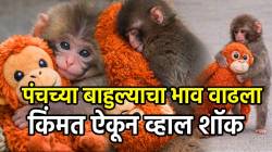 वेळ बदलायला वेळ लागत नाही! जगाला वेड लावणाऱ्या पंचच्या बाहुल्याचा भाव वाढला; किंमत ऐकून तुम्हीही व्हाल शॉक