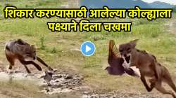 कोल्ह्याचा झाला पोपट… पक्ष्यावर हल्ला करण्यासाठी गेला अन् तोंडावर पडला; VIDEO पाहून नेटकरी म्हणाले, “शक्तीपेक्षा युक्ती श्रेष्ठ…”