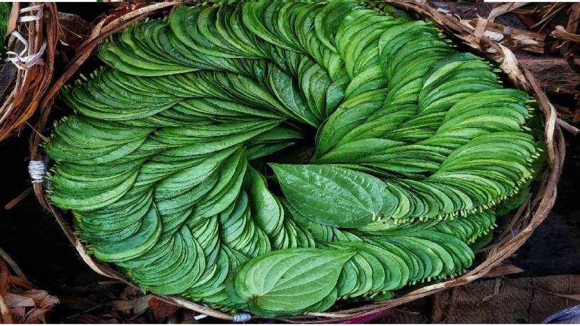 Chew betel leaf with cloves ajwain and honey to get rid of cold cough and phlegm home remdies