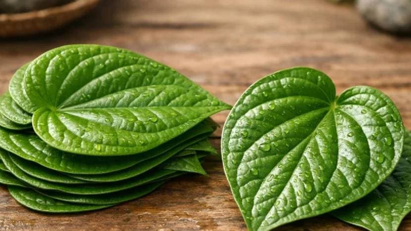 Chew betel leaf with cloves ajwain and honey to get rid of cold cough and phlegm home remdies