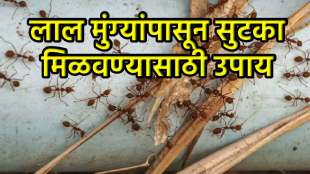 Red Ants Home Remedy