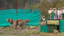 बोत्सवाना येथून भारतात चित्त्यांची तिसरी तुकडी दाखल, भारतातील चित्त्यांची संख्या ४८ वर