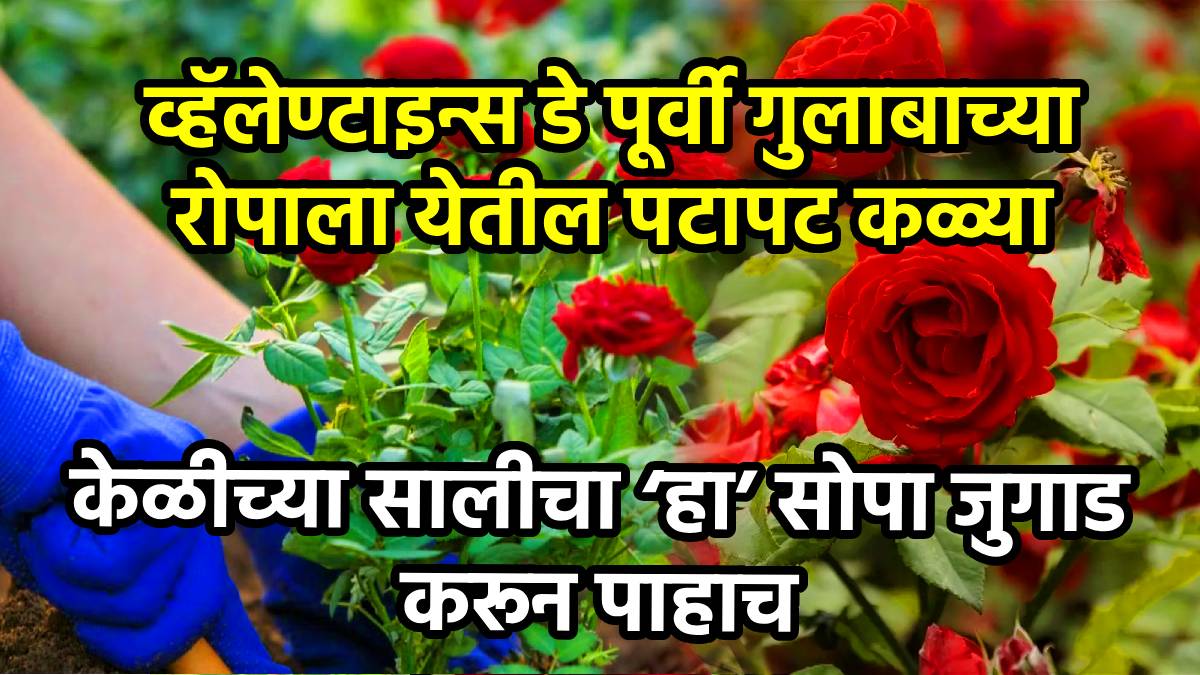 How to make banana peel fertilizer for plants at home how to boost rose flowering valentine special rose growing tips