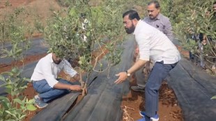 Eknath Shinde Dare Mahabaleshwar Satara Village Visit Farming Avocado Planting Slams Opposition Tourism Development Politics