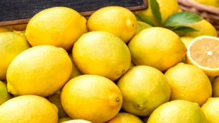 Jalgaon Lemon Price Hike