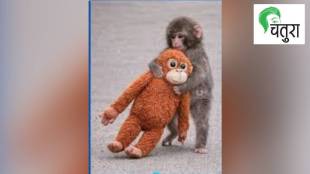 Panch Baby Monkey Japan, Ichigawa Zoo Viral Monkey, Macaque Baby and Teddy Bear, Heartbreaking Story of Baby Monkey, Viral Animal Videos 2026,