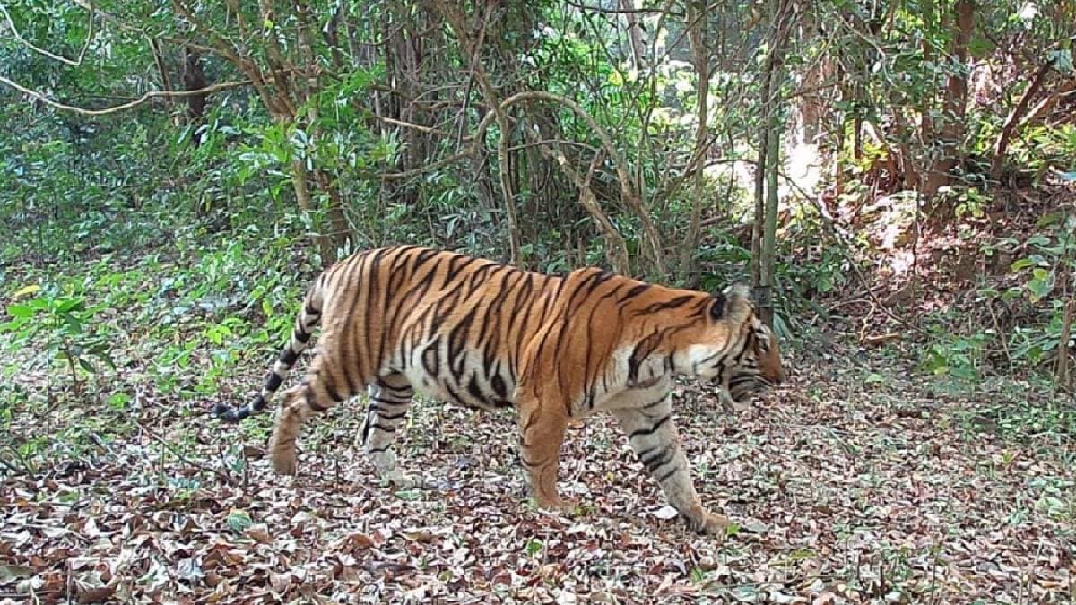 Sindhudurg Tilari Tiger Sighting Tigress With Cubs Pugmarks Sahyadri Forest Wildlife News Dodamarg Sawantwadi Tiger Corridor