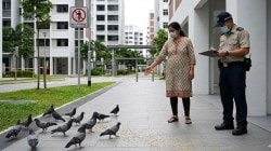 Singapore Pigeon Feeding Fine: सिंगापूरमध्ये कबुतरांना रस्त्यावर खायला टाकणं भोवलं; भारतीय महिलेला कोर्टाने ठोठावला दोन लाखांचा दंड