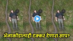 बापरे! जंगलात दिसला महाकाय अजगर; एवढा मोठा साप अ‍ॅनाकोंडालाही गिळू शकतो? VIDEO पाहून सर्वांनाच धडकी भरली