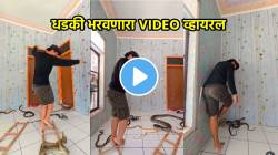 सापशिडीचा जीवघेणा खेळ, तरुण जिवंत सापांबरोबर काय करतोय पाहा, धडकी भरवणारा VIDEO व्हायरल