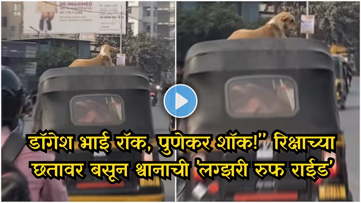 Stray Dog Sits Calmly on Moving Auto-Rickshaw in Pune Video Goes Viral