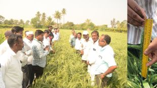 Tasgaon farmer grows one foot long wheat ears Kudrat Annapurna variety draws statewide attention
