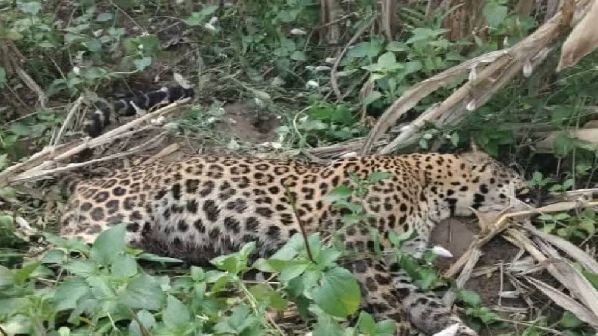 Leopard Death: येऊर वनपरिक्षेत्रात मुक्त केलेल्या नर बिबट्याचा मृत्यू ...